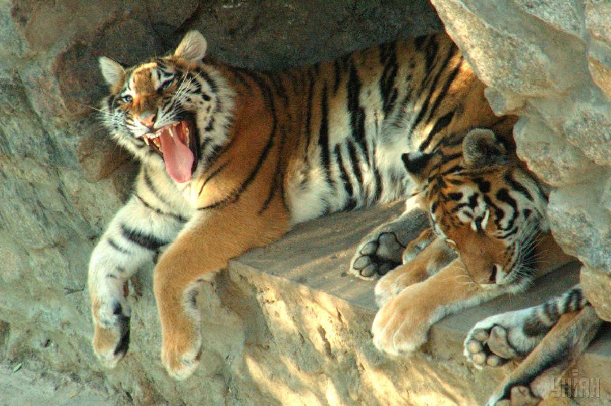 Обнаружив труп, тигра закрыли в кормовом отсеке / Фото УНИАН