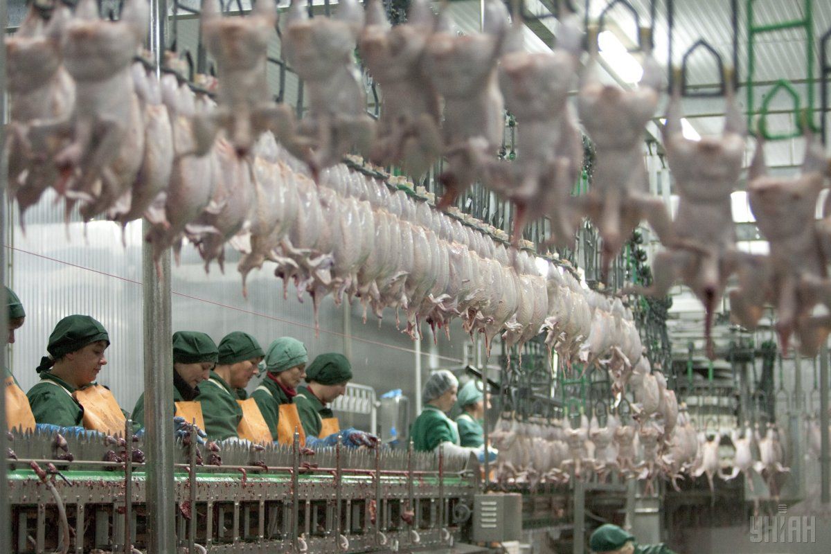 Частка м'яса птиці у загальному обсязі експорту склала 80% / фото УНІАН