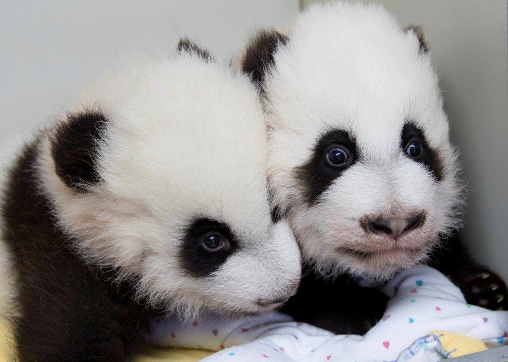 Панды-близнецы из зоопарка Атланты / facebook.com Zoo Atlanta Панды-близнецы из зоопарка Атланты / facebook.com Zoo Atlanta