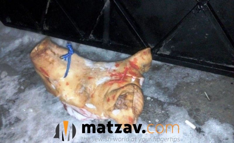 Нападавшие вырезали свастику на свиной голове / Фото matzav.com Нападавшие вырезали свастику на свиной голове / Фото matzav.com