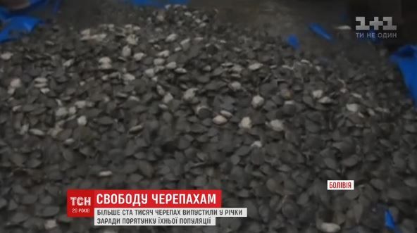 Черепахи смогут прожить дог 100 лет / ТСН Черепахи смогут прожить дог 100 лет / ТСН