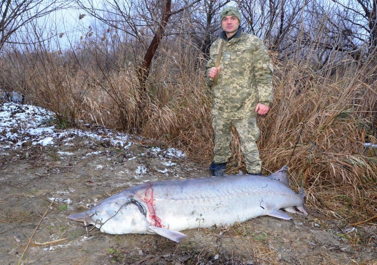Начальник отдела пограничной службы, который задержал браконьеров с добычей / Фото Максим Яковлев Начальник отдела пограничной службы, который задержал браконьеров с добычей / Фото Максим Яковлев