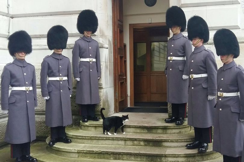 Кота Пальмерстона встретили возле дома шестеро гвардейцев-гренадеров / www.mirror.co.uk Кота Пальмерстона встретили возле дома шестеро гвардейцев-гренадеров / www.mirror.co.uk