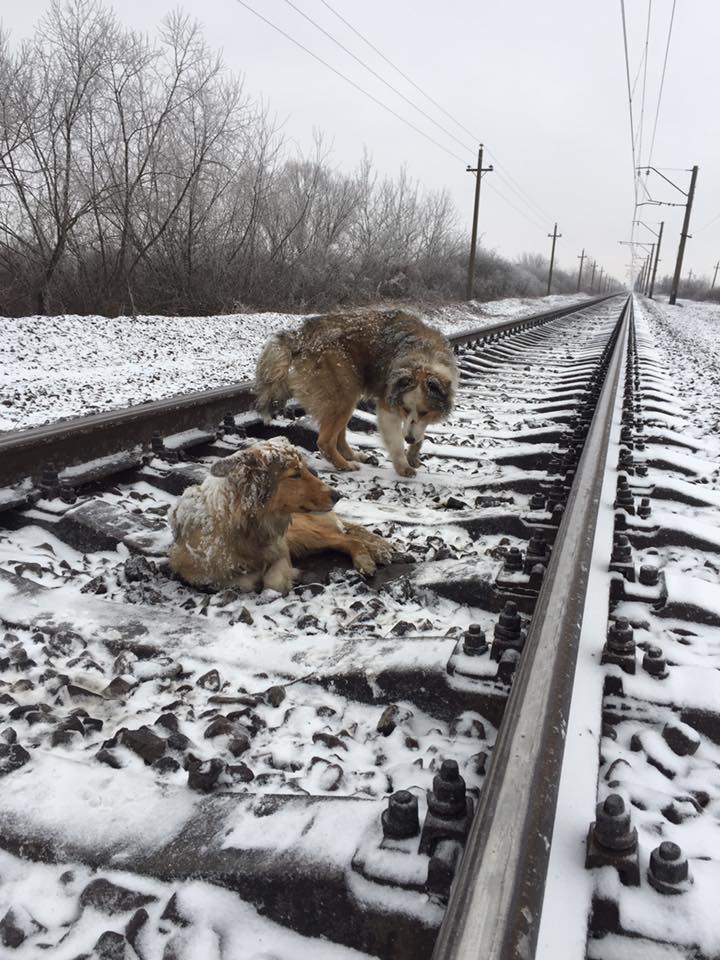пес дві доби прикривав собою поранену собаку на залізничному шляху / facebook.com/den.podolchak пес дві доби прикривав собою поранену собаку на залізничному шляху / facebook.com/den.podolchak