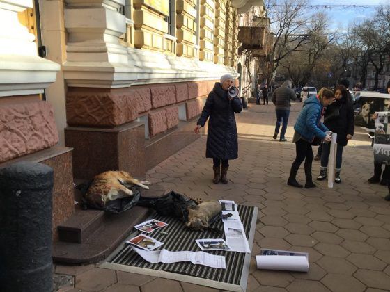 Собак отравили 25-го декабря / odessa.report Собак отравили 25-го декабря / odessa.report