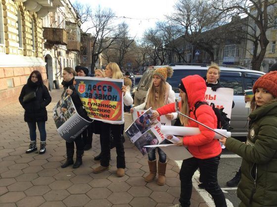 Трупы собак были найдены на Черемушках / odessa.report Трупы собак были найдены на Черемушках / odessa.report