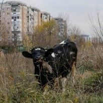 На Житомирщине с помощью крана изъяли из колодца корову