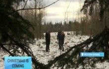 Christmas tree travels to Kyiv