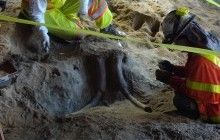 У Лос-Анджелесі при будівництві метро знайшли останки вимерлого 10 тисяч років тому мастодонта