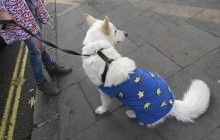 Уряд Великої Британії розробив план дій на випадок Brexit без угоди з ЄС