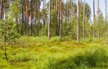 Двом водно-болотним угіддям України надали статус міжнародного значення (фото)