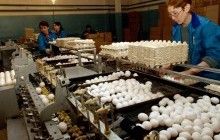 Крупнейший производитель яиц в Украине за год втрое сократил убыток