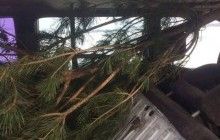 Под Киевом задержали браконьеров, которые спилили две сосны на Новый год