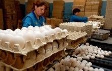 Україна за рік експортувала яєць майже на $70 мільйонів: топ-3 країн-покупців