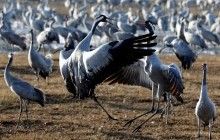 Reuters показало дивовижні фото мігруючих журавлів на перепочинку в Ізраїлі (фоторепортаж)