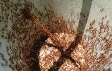 Австралію атакують колонії червоних мурах: чиновники кажуть про загрозу життю, економіці і довкіллю