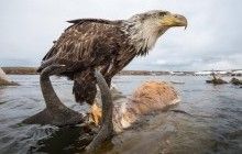 National Geographic виклав у мережу найкращі фото тварин за останній рік (фотогалерея)