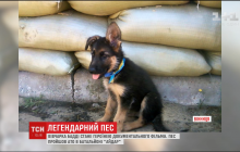 "Легендарний пес": Вівчарка Бадді, яка пройшла АТО, стане героїнею фільму (відео)