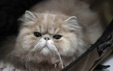 Ученые обнаружили у домашних кошек накопления опасных химикатов
