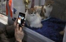 В Киеве прошла международная выставка кошек (фото)