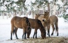 Лошадей Пржевальского из приюта на Киевщине переселили на территорию будущего нацпарка (фоторепортаж)