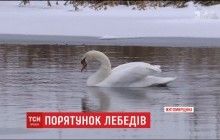 В плену льда: на Житомирщине спасают пару лебедей, пострадавших от морозов