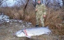 На Одещині браконьєри вбили червонокнижну білугу вагою 120 кілограм (фото)