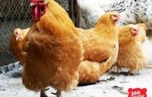 У Київському зоопарку відкрили хатинку для півника (фоторепортаж)