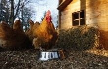 "Петушиное яйцо:" что это такое, и можно ли их есть