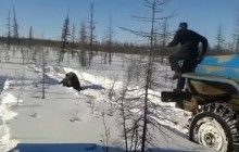 В Якутии мужчины на "Уралах" задавили медведя (видео)