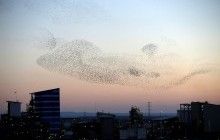 Стая скворцов образовала удивительные узоры в небе над Израилем (фоторепортаж)
