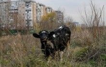 Банда викрадачів домашньої худоби півтора роки тероризувала мешканців Харківської області