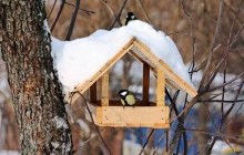 Закарпатские лесоводы установили скворечники для зимующих птиц