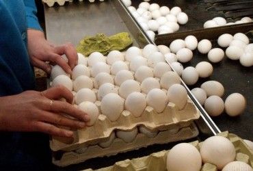 Що буде далі з цінами на курячі яйця: експерти пояснили, чому знову може бути  подорожчання