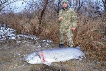 На Одещині браконьєри вбили червонокнижну білугу вагою 120 кілограм (фото)