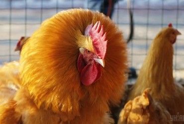 У Швейцарії суд зобов'язав господаря півня забезпечити мовчання пернатого ночами