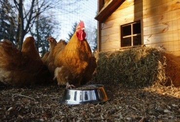 Петушиное яйцо: что это такое, и можно ли их есть