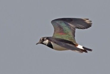 Ученые: некоторые перелетные птицы получают преимущество от глобального потепления