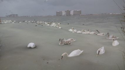 Два лебедя вже замерзли / Новини Криму Два лебедя вже замерзли / Новини Криму