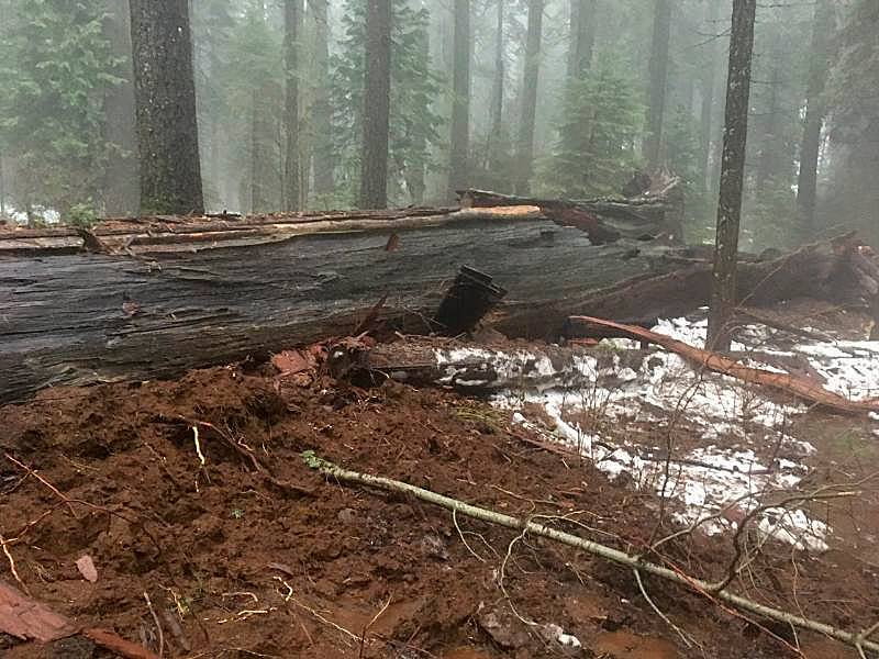 Диаметр дерева у основания составлял почти 10 м / facebook.com/Calaveras-Big-Trees-State-Park Диаметр дерева у основания составлял почти 10 м / facebook.com/Calaveras-Big-Trees-State-Park