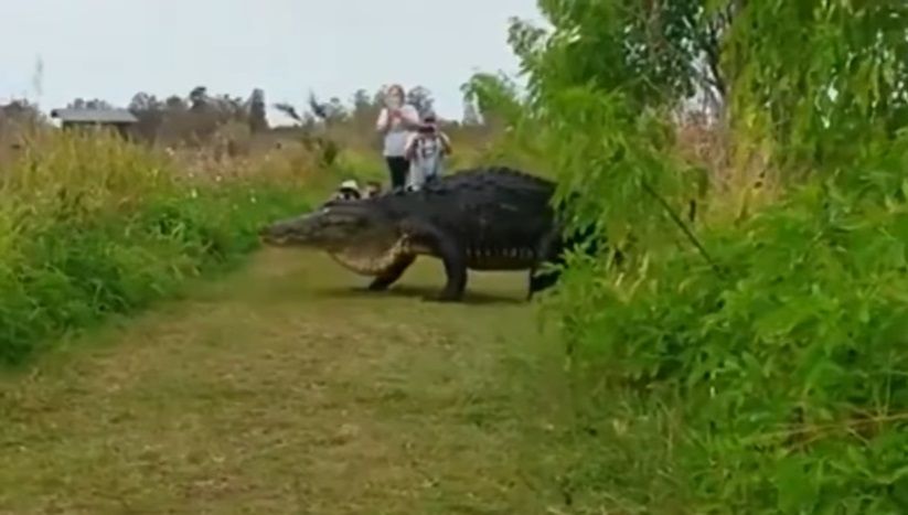 скриншот скриншот