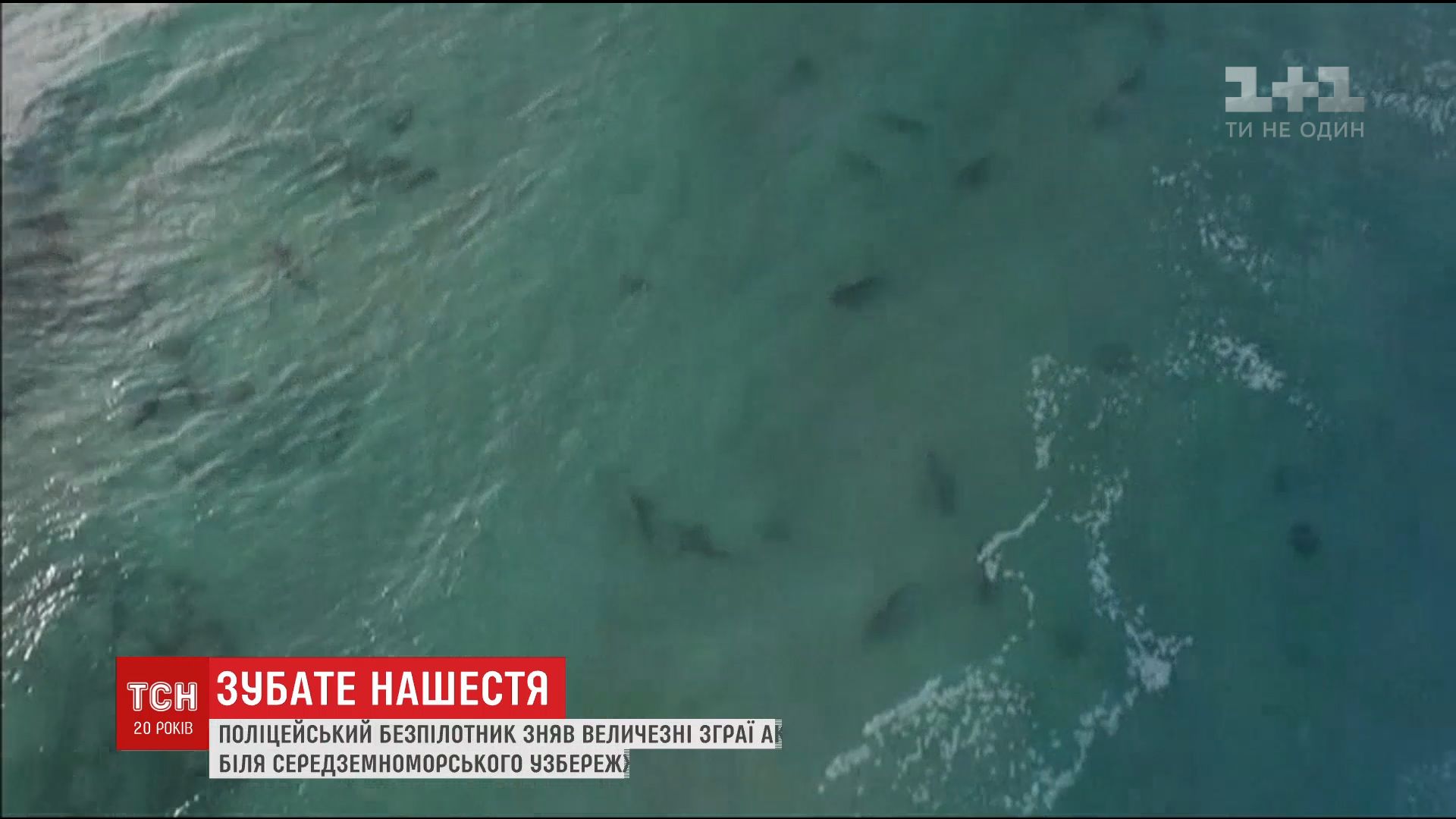 В Средиземном море у побережья Израиля неожиданно появились десятки акул / В Средиземном море у побережья Израиля неожиданно появились десятки акул /