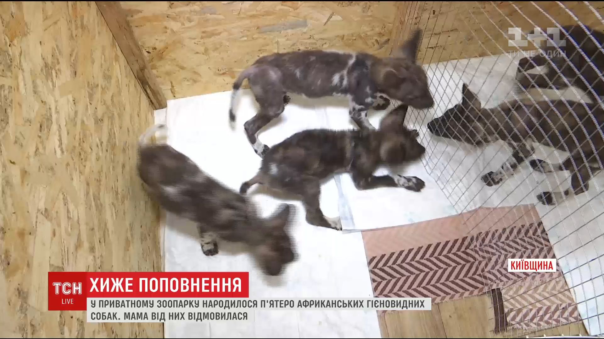 Пятеро африканских гиено-видных собак родилось в частном зоопарке под Киевом / Пятеро африканских гиено-видных собак родилось в частном зоопарке под Киевом /