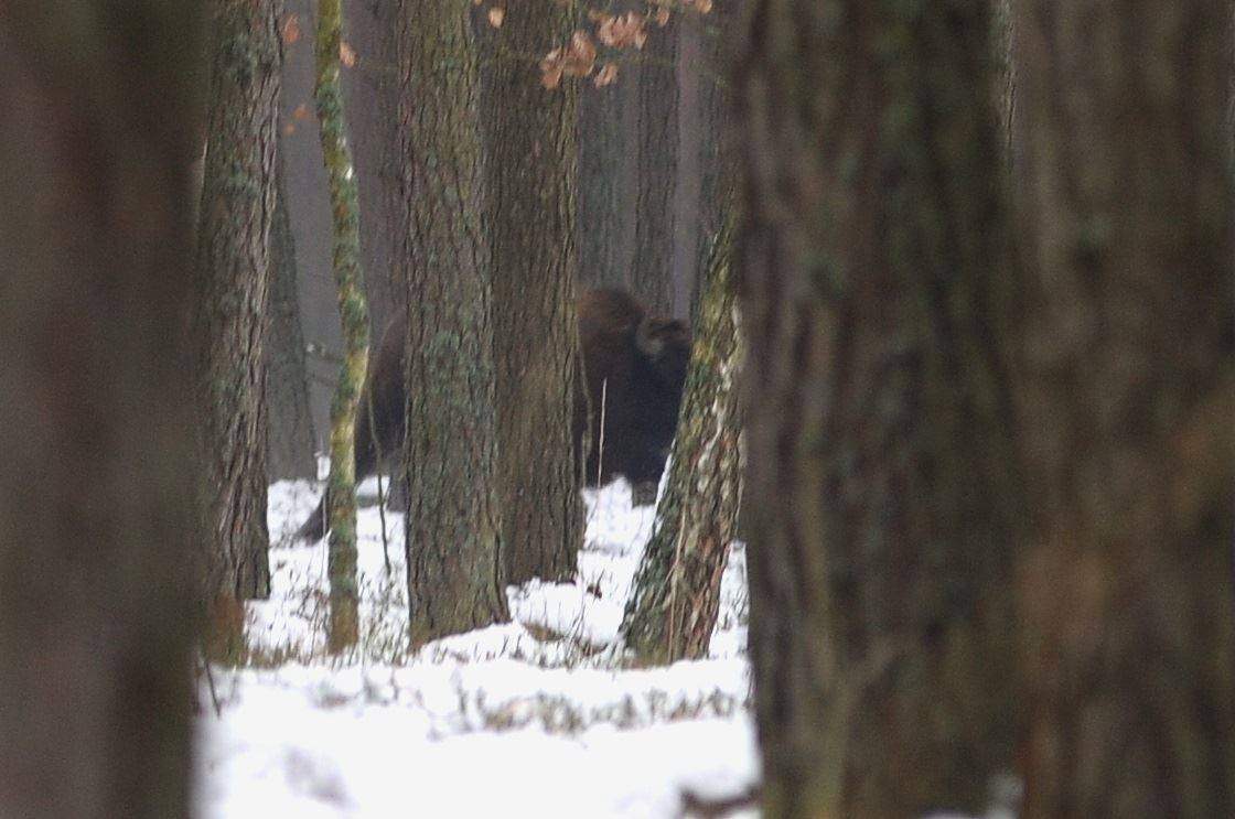 Один из зубров, найденных на Волыни / Фото facebook.com/wwfukraine Один из зубров, найденных на Волыни / Фото facebook.com/wwfukraine
