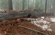 В США рухнула гигантская секвойя с тоннелем внутри (фото)
