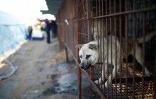 У Південній Кореї зоозахисники рятують від поїдання близько 200 собак (фоторепортаж)