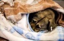 На час аномальних морозів бездомних тварин в Туреччині будуть впускати в кафе і магазини (фото)