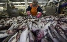 ООН поможет Украине создать систему контроля качества рыбных продуктов