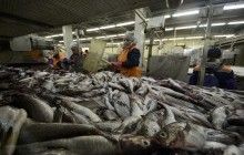Украина увеличила импорт рыбы: сколько и где покупали (инфографика)
