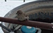 "Отличный способ начать новый год": американец спас примерзшего к трубе воробья (видео)